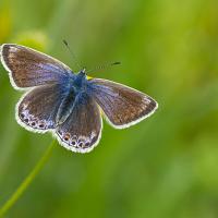 Common Blue female 5 